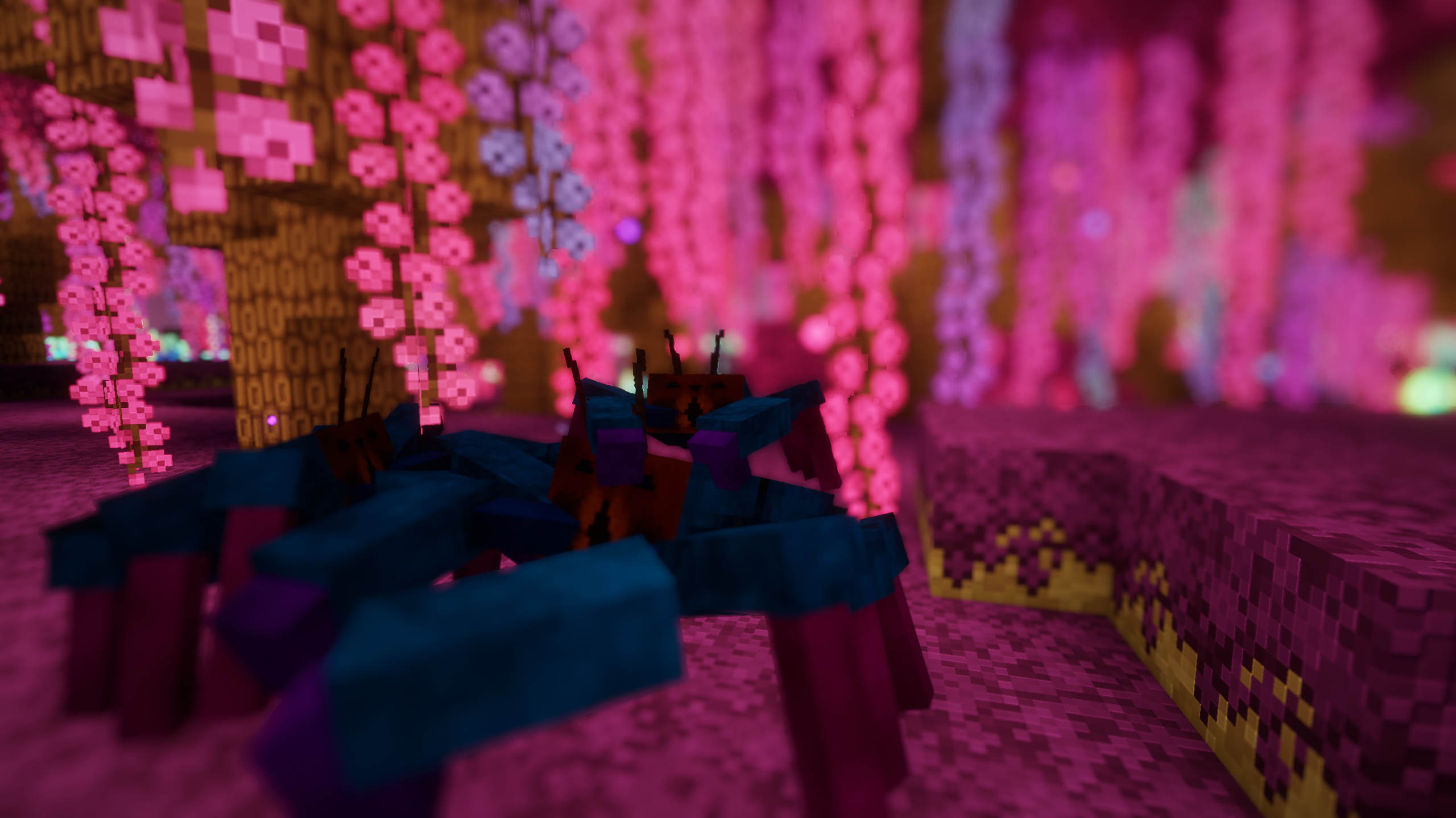 Juvenile Chorus Crab on their parent's back